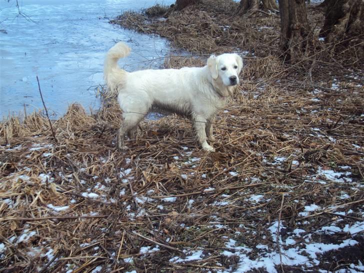 Golden retriever Mille billede 10