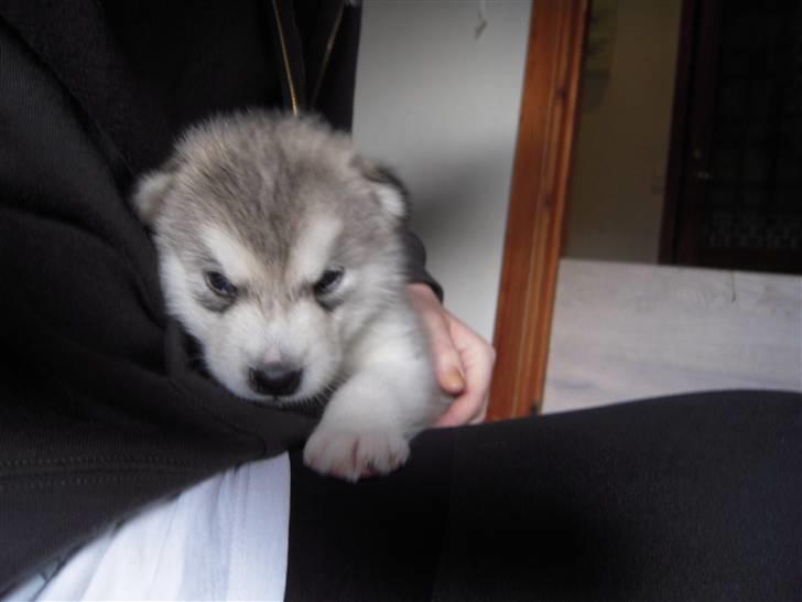 Alaskan malamute Spanto - 4 uger og har lige sovet i mine arme billede 1