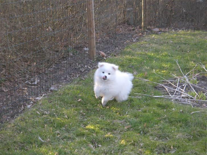 Japansk spids Aika billede 12