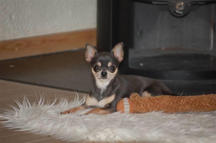 Chihuahua Anpalas Snow Angel ~ Zoie billede 14