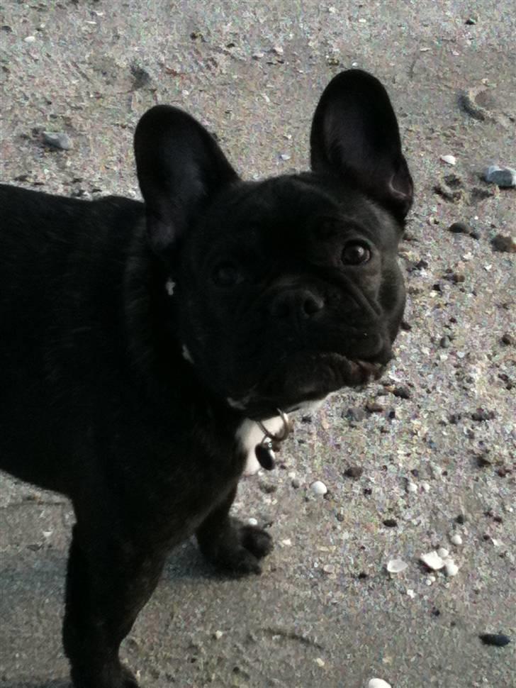 Fransk bulldog Geluna Von Hempel Klinton - Strandtur :) 7 måneder. billede 12