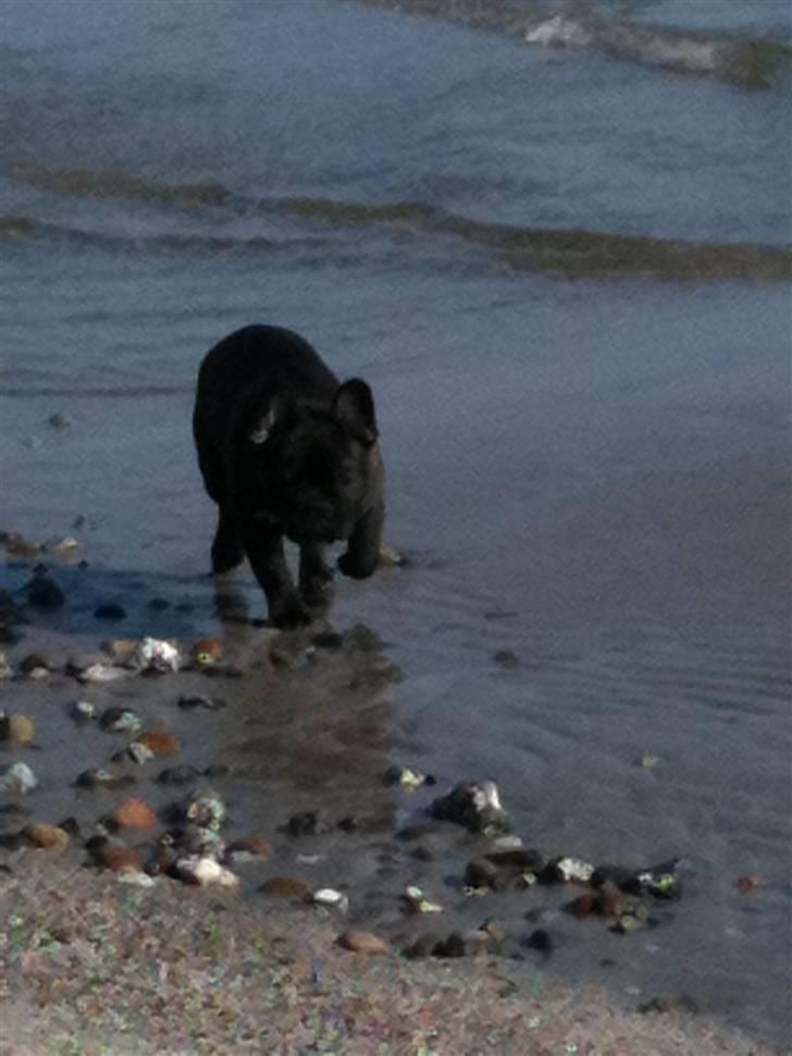 Fransk bulldog Geluna Von Hempel Klinton billede 13