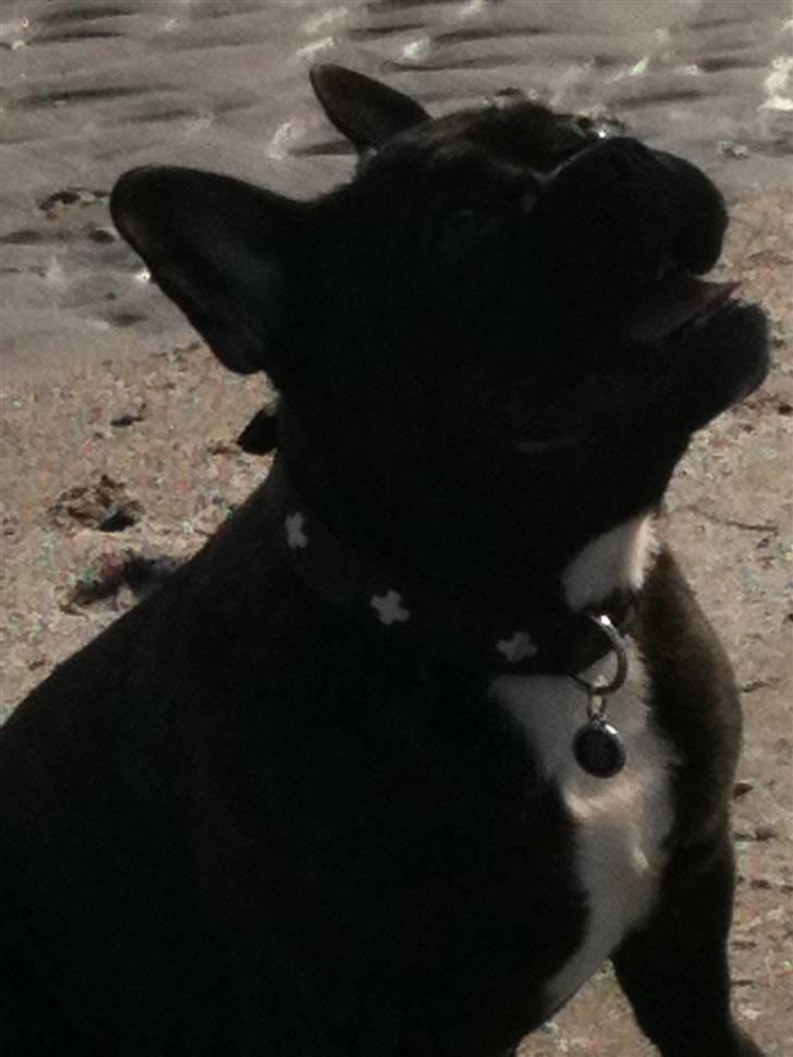 Fransk bulldog Geluna Von Hempel Klinton - 7 måneder :) billede 14