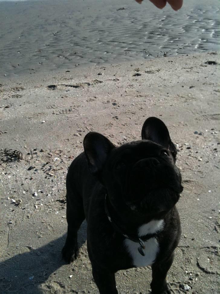 Fransk bulldog Geluna Von Hempel Klinton billede 15