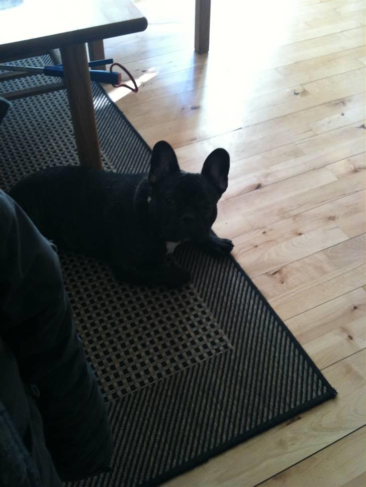 Fransk bulldog Geluna Von Hempel Klinton - 7 måneder :) billede 16