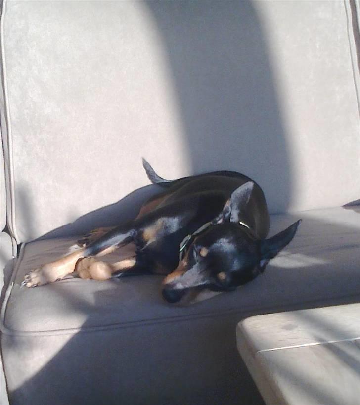 Dvaergpinscher rødkildes chanel billede 11