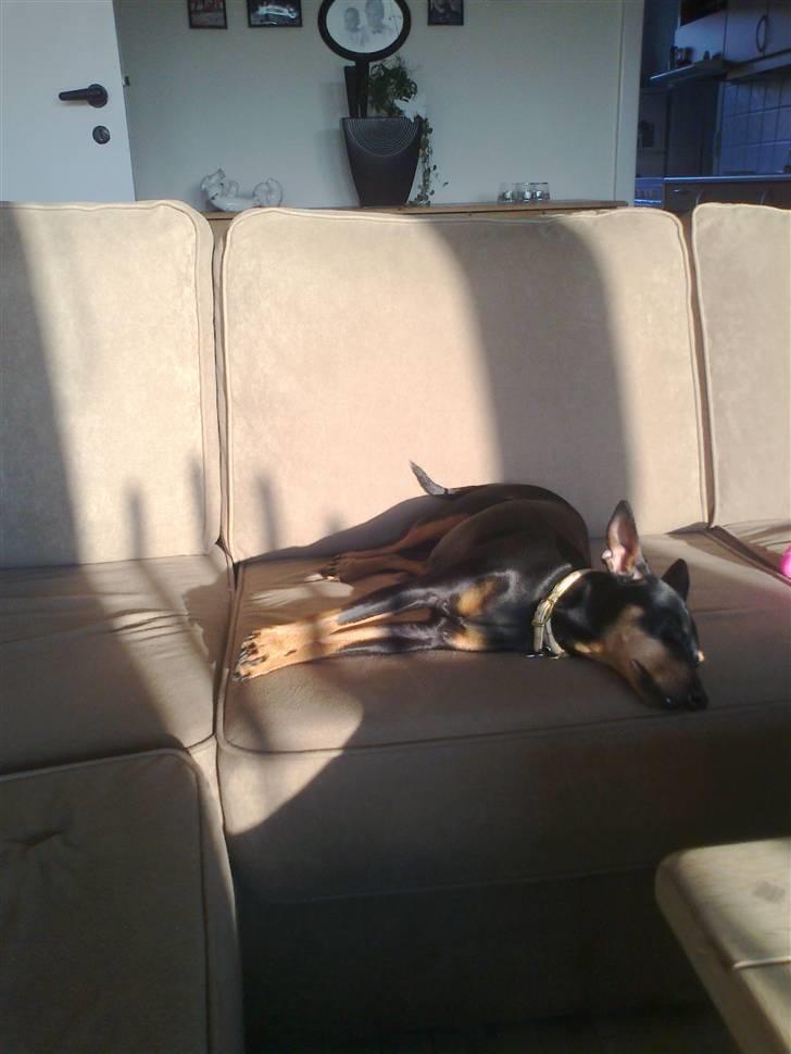 Dvaergpinscher rødkildes chanel billede 12