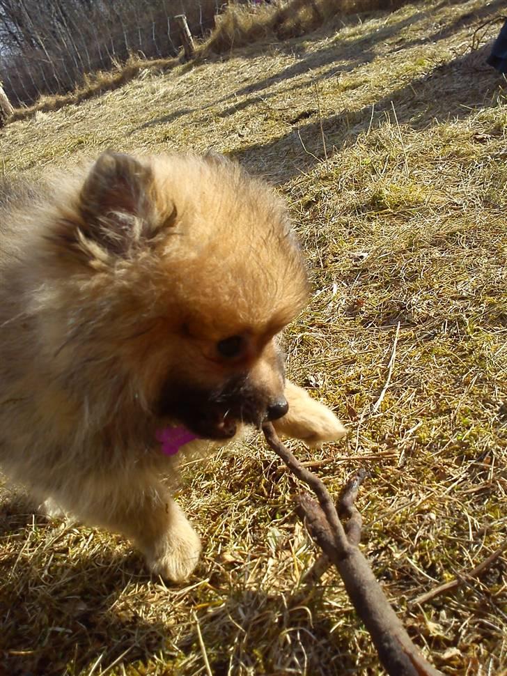 Pomeranian Nelli billede 14