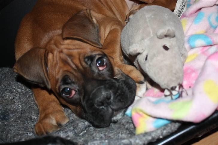 Boxer Nanna - Nanna og hendes bedste ven Rotte :) billede 12