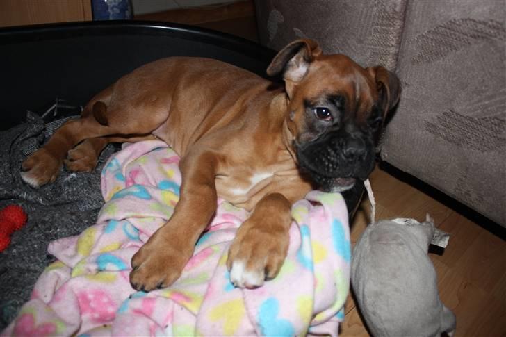 Boxer Nanna billede 13
