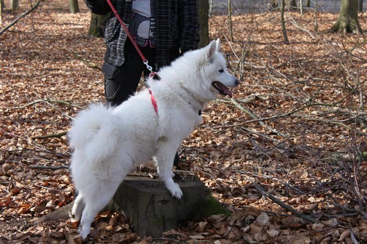 Samojedhund Chiva billede 10