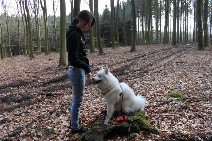 Samojedhund Chiva - Mig & Chiva der sitter så fint på træstub(: billede 11