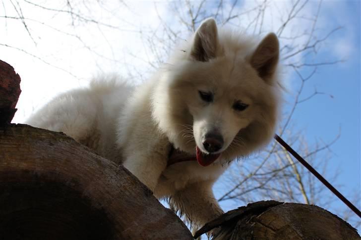 Samojedhund Chiva billede 12