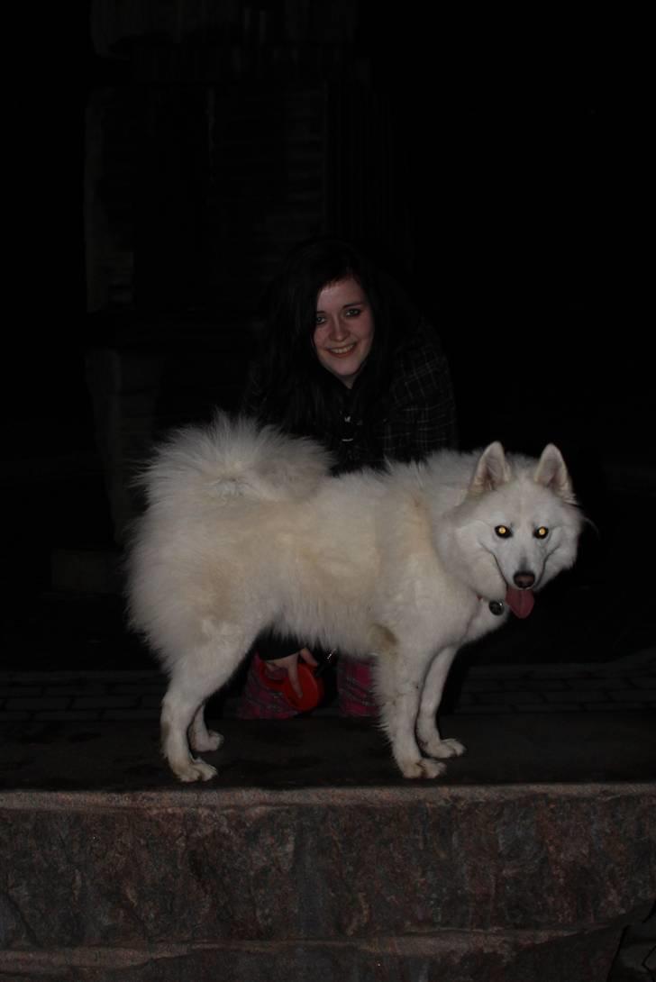 Samojedhund Chiva - Chiva & Ellen igen. billede 14