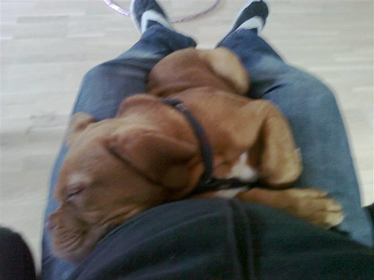 Dogue de bordeaux King ( R.I.P.) billede 2