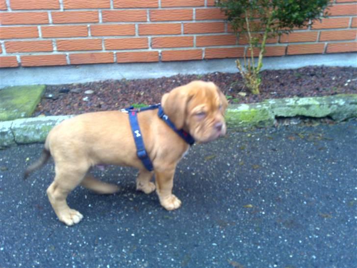 Dogue de bordeaux King ( R.I.P.) billede 4