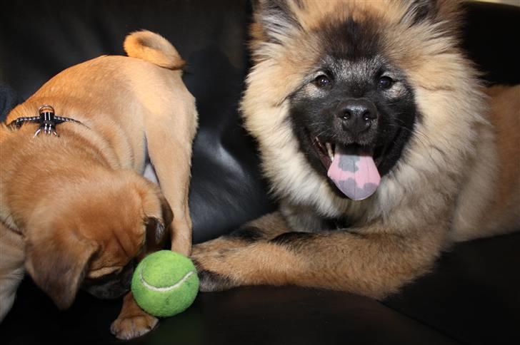 Eurasier Casa Kallisto's Bacchus - "Baktus" - Med sin bedste legekammerat Martha. Her han han 4 måneder billede 10