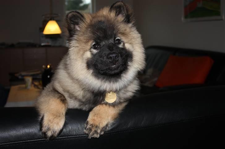 Eurasier Casa Kallisto's Bacchus - "Baktus" - 3 måneder billede 11