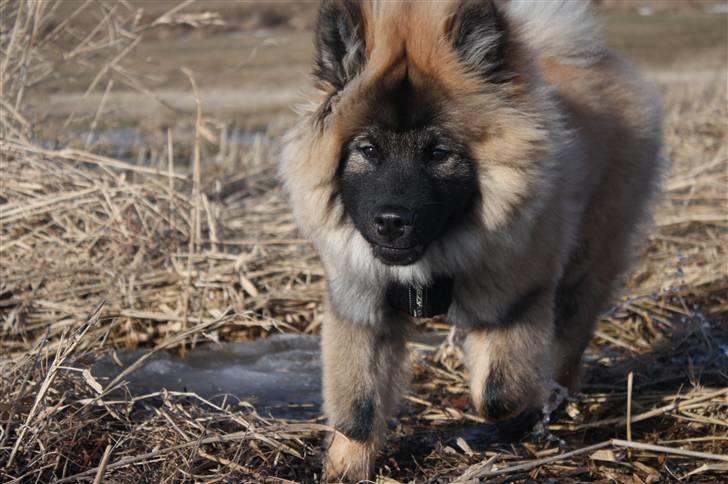 Eurasier Casa Kallisto's Bacchus - "Baktus" - 4 måneder billede 8