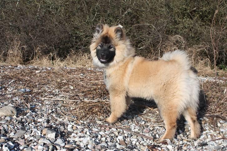 Eurasier Casa Kallisto's Bacchus - "Baktus" - 4 måneder billede 9