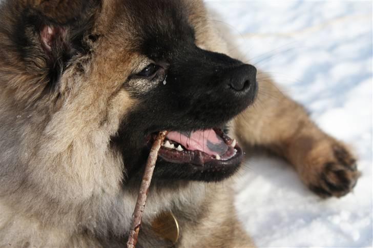 Eurasier Casa Kallisto's Bacchus - "Baktus" - 3 måneder billede 12