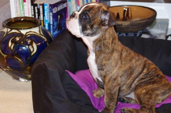 Engelsk bulldog frida billede 7