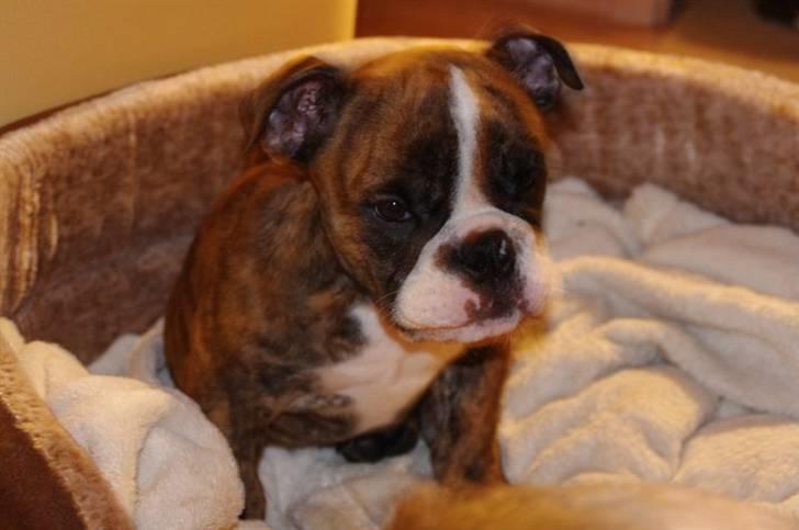 Engelsk bulldog frida billede 8