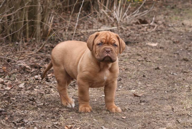 Dogue de bordeaux Estephé's Cookies N' Cream Chesto - 6½ uge  billede 13