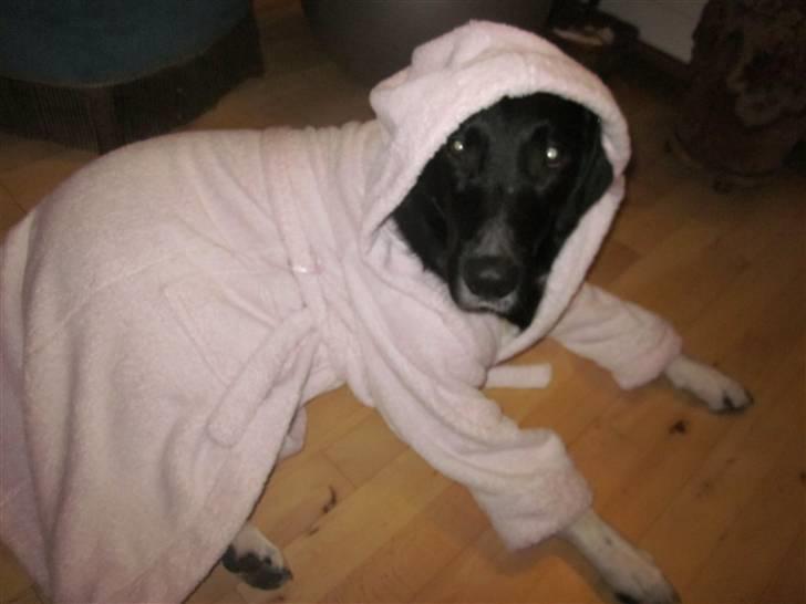 Labrador retriever Balder *Bassen* billede 17