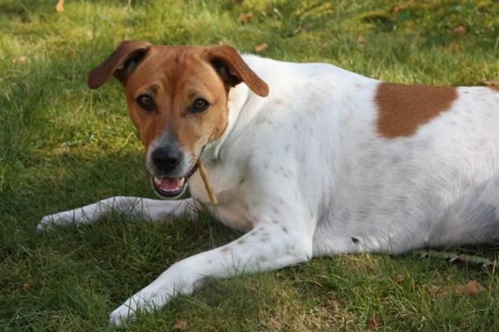 Dansk svensk gaardhund Laika *Rullepølsen* - 2) søøøde :*

Foto: Rikke Christensen / Mig. billede 2