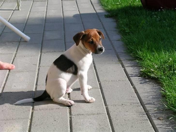 Dansk svensk gaardhund Laika *Rullepølsen* - 4) Lige da vi havde fået hende :*<3

Foto: Mor. billede 4