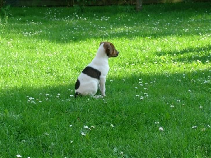 Dansk svensk gaardhund Laika *Rullepølsen* - 5) Lille Laika i den stooore verden :)

Foto: Mor. billede 5