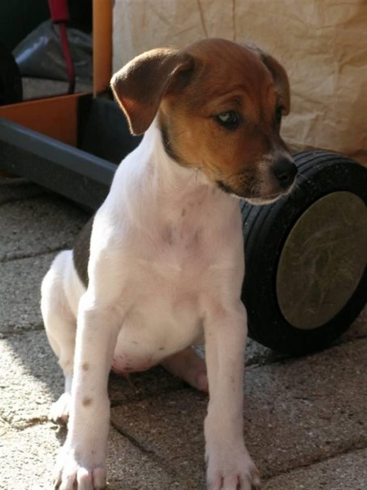 Dansk svensk gaardhund Laika *Rullepølsen* - 8) Første dag med hende<3..

Foto: Mor. billede 8