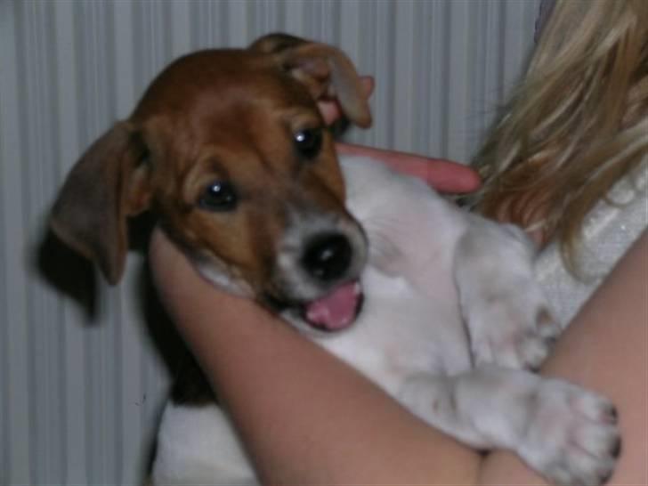 Dansk svensk gaardhund Laika *Rullepølsen* - 9) Første dag i hendes nye hjem :) sååå glad<3

Foto: Mor. billede 9