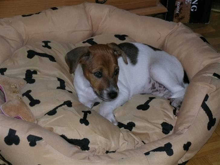 Dansk svensk gaardhund Laika *Rullepølsen* - 11) en lille slapper i sit nye hjem<3

Foto: Mor. billede 11