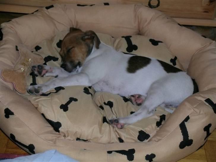 Dansk svensk gaardhund Laika *Rullepølsen* - 12) hendes dejlige nye kurv skal lige testes :D hehe

Foto: Mor. billede 12