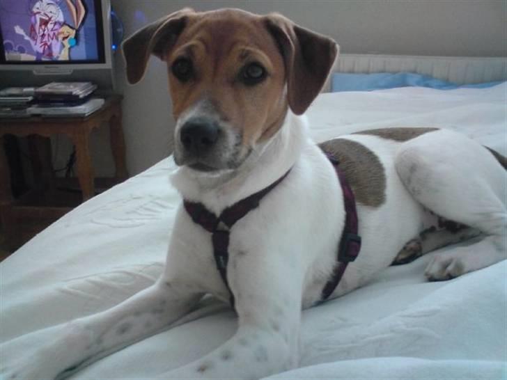 Dansk svensk gaardhund Laika *Rullepølsen* - 16) omkring 2 år :D<3

Foto: Rikke Christensen / Mig. billede 16