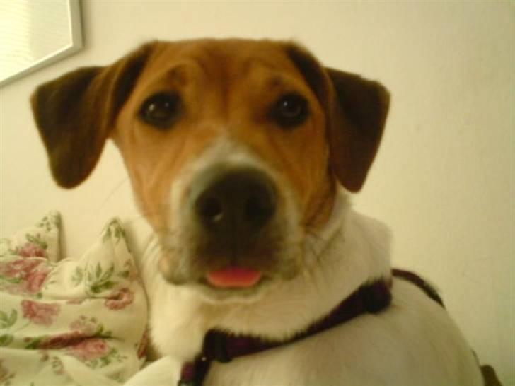 Dansk svensk gaardhund Laika *Rullepølsen* - 17) nuurh<3 omkring 2år :D

Foto: Rikke Christensen / Mig. billede 17