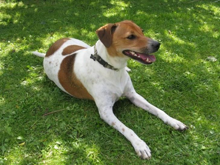 Dansk svensk gaardhund Laika *Rullepølsen* - 18) En Træt Laika efter en løbe tur :P

Foto: Moster. billede 18