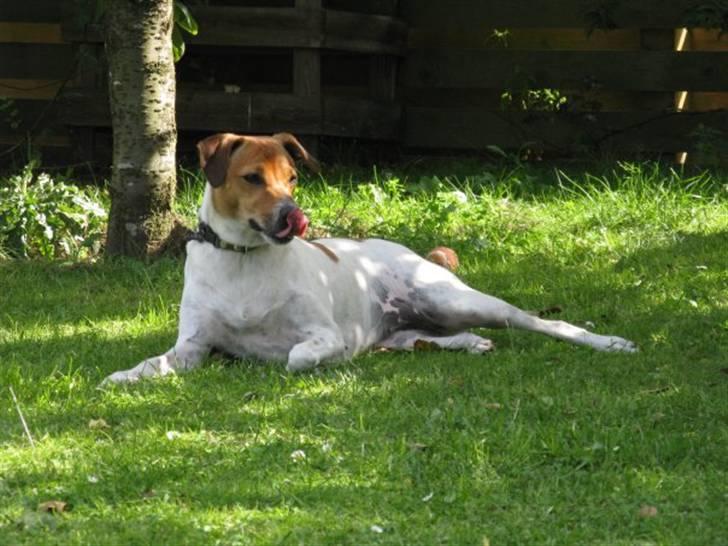 Dansk svensk gaardhund Laika *Rullepølsen* - 6) En lille slapper i skyggen :D<3

Foto: Moster. billede 6