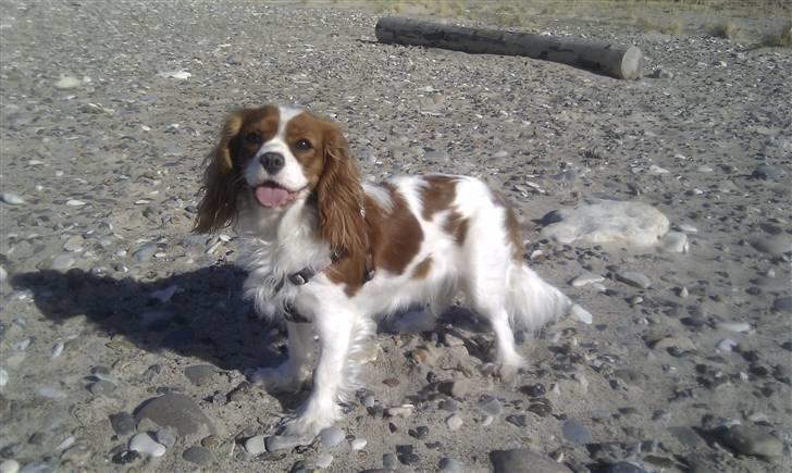 Cavalier king charles spaniel Thyholms Opus One - En lørdag på stranden :) billede 4