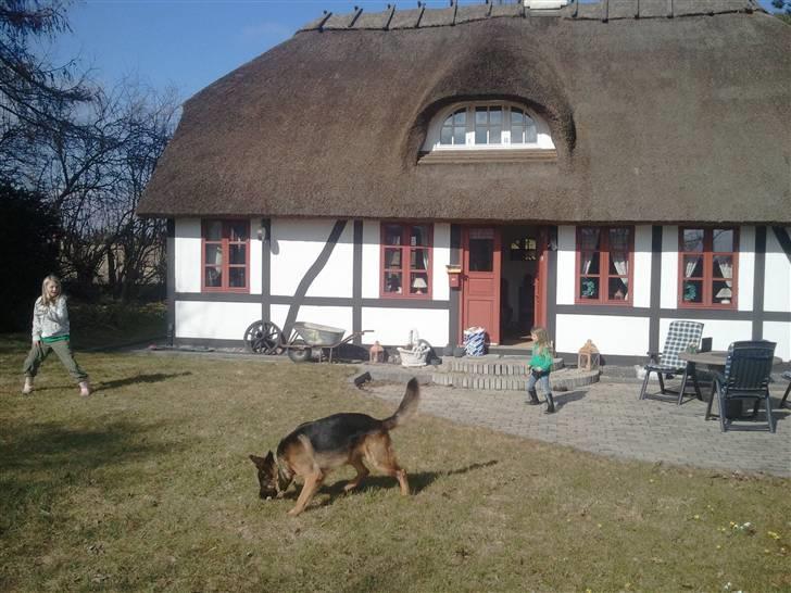 Schæferhund Niels - Lige taget her i 3 måned billede 19