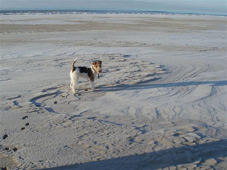 Ruhåret foxterrier Danfox Melody (Cleo) - Cleo 1 år "på stranden" billede 1