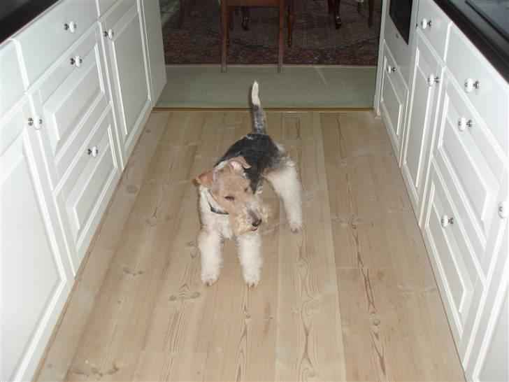 Ruhåret foxterrier Danfox Melody (Cleo) - Nytrimmet Cleo billede 2