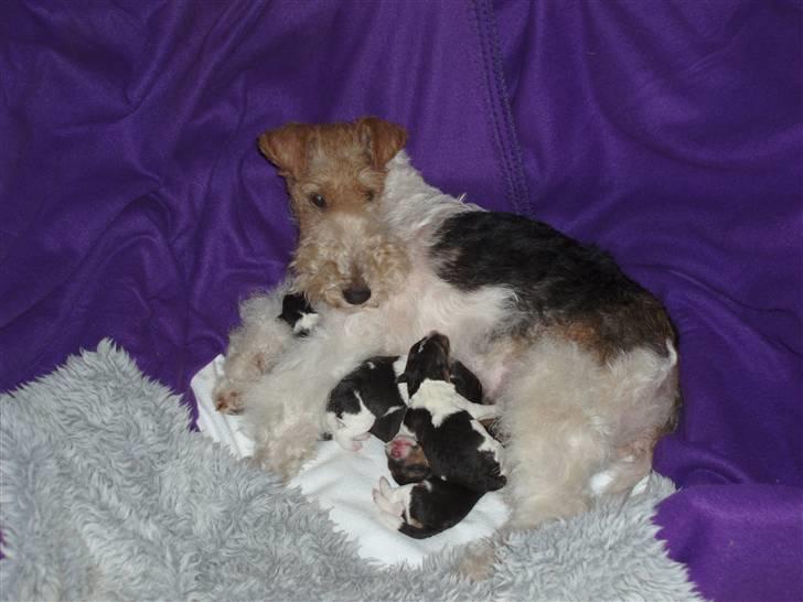 Ruhåret foxterrier Danfox Melody (Cleo) - Cleo med sine 5 små hvalpe billede 3