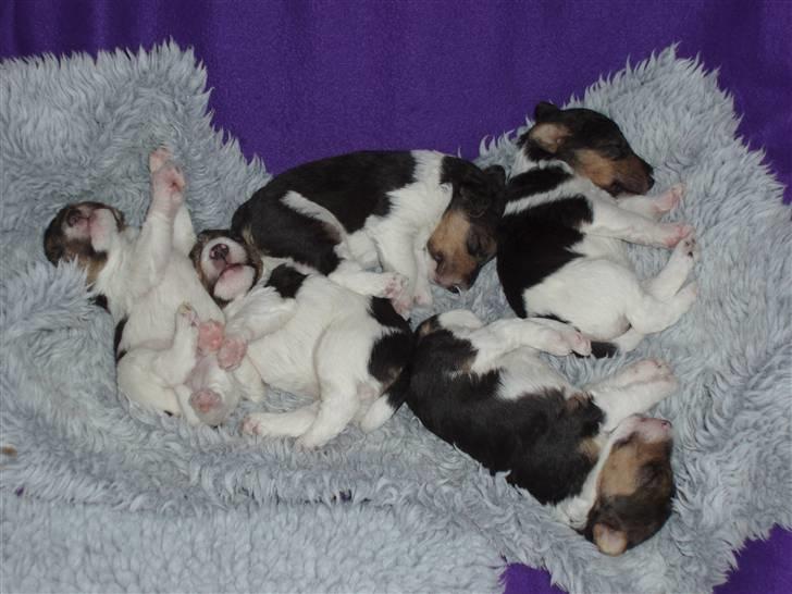 Ruhåret foxterrier Danfox Melody (Cleo) - så er vi 4 uger gamle billede 4