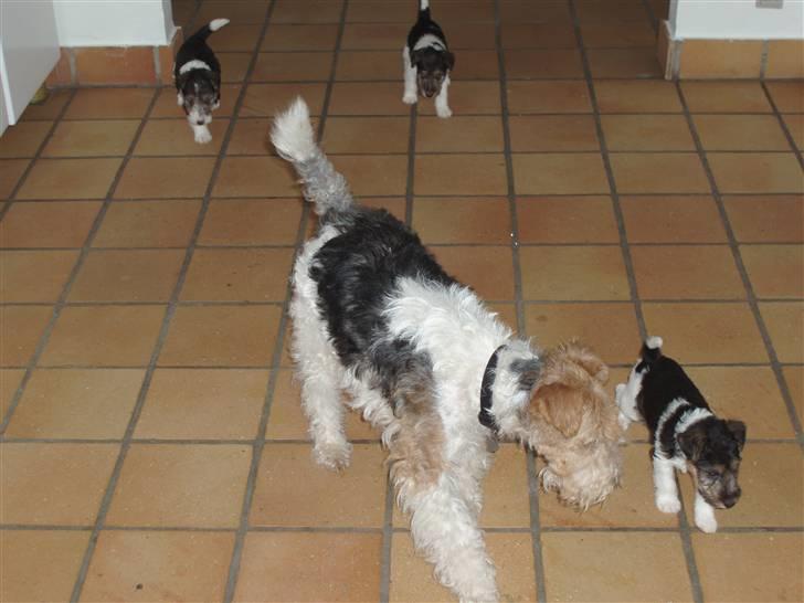 Ruhåret foxterrier Danfox Melody (Cleo) - Cleo med sine 3 resterende hvalpe billede 5