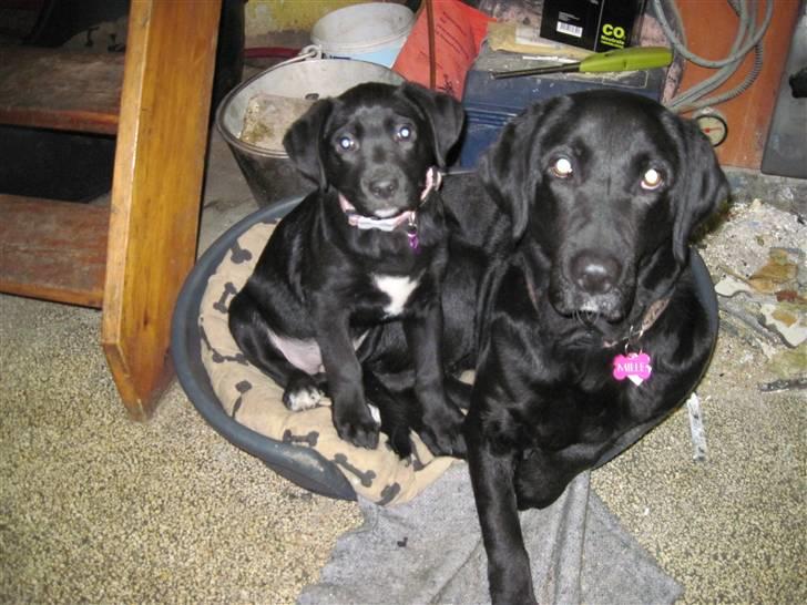 Blanding af racer tulle - tulle og mille som ligger sammen og hygger sig billede 7