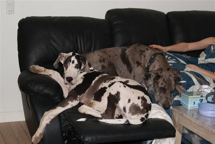 Grand danois Kato - 19 uger gammel billede 14