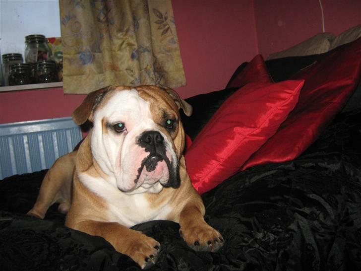 Olde english bulldogge Tyson billede 19